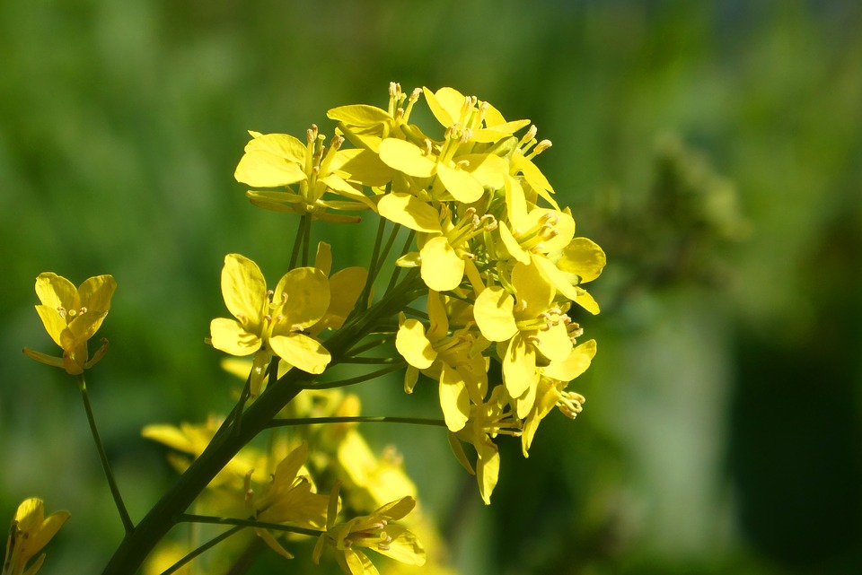 花