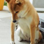 ごめんね