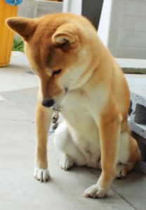犬