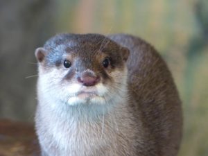 カワウソ