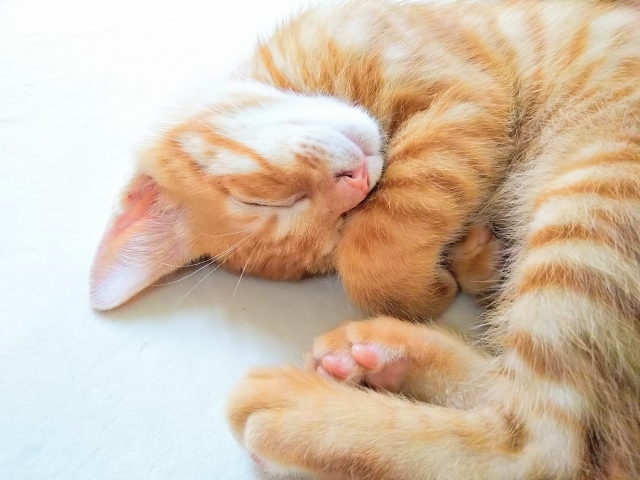 寝てる猫